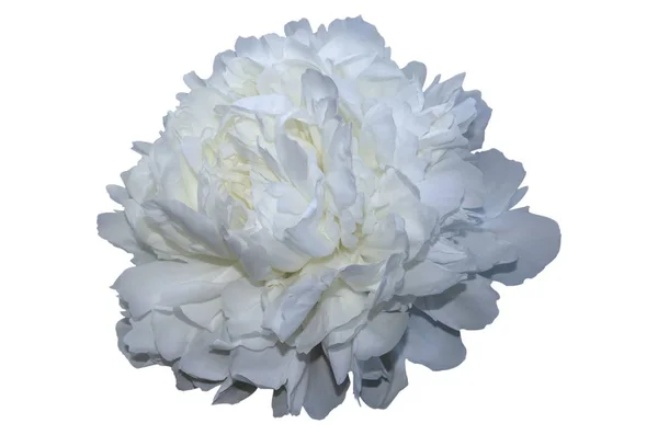白い背景に孤立した白い牡丹の花 — ストック写真
