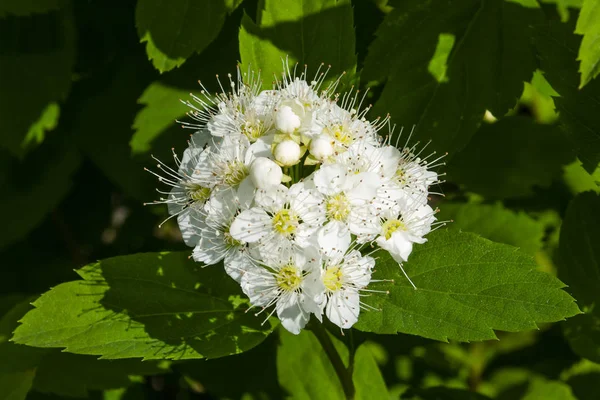 El arbusto primaveral que florece con muchas flores blancas - Spirea. Espiral de Reeve, spirea de la corona de novia, Meadowsweet —  Fotos de Stock