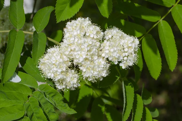 Fleurs blanches de rowan rouge gros plan — Photo