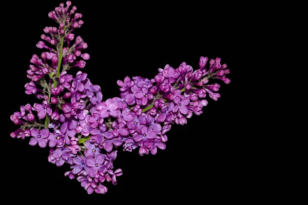 美しい紫色のライラックの花は黒の背景に隔離されます。枝の上のライラックの花 — ストック写真