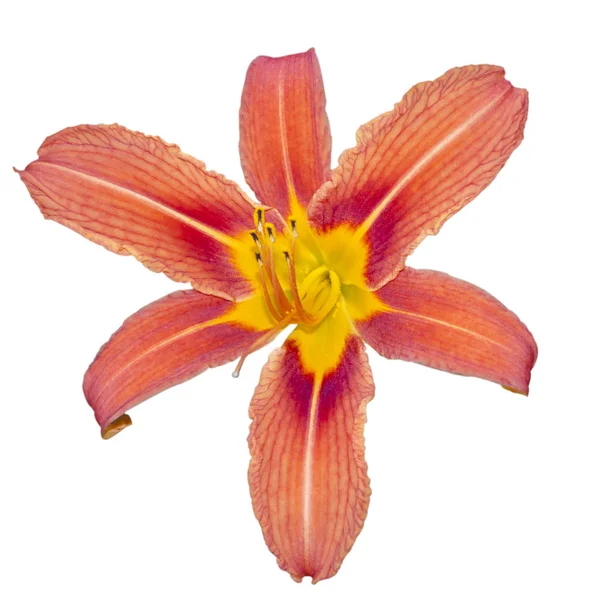 Close up de um único lírio dia laranja, Hemerocallis fulva, em plena floração — Fotografia de Stock