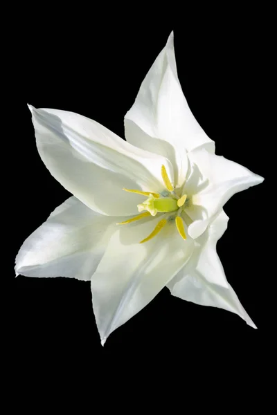 Colorido macro flor retrato de um único isolado branco totalmente largo aberto amarelo flor tulipa florescendo vermelho, fundo preto — Fotografia de Stock