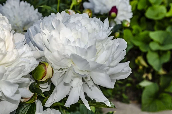 Mooie witte pioenrozen in de tuin — Stockfoto