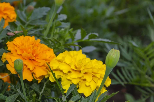 庭で成長するタゲットの2つの花。クローズアップマリーゴールド — ストック写真