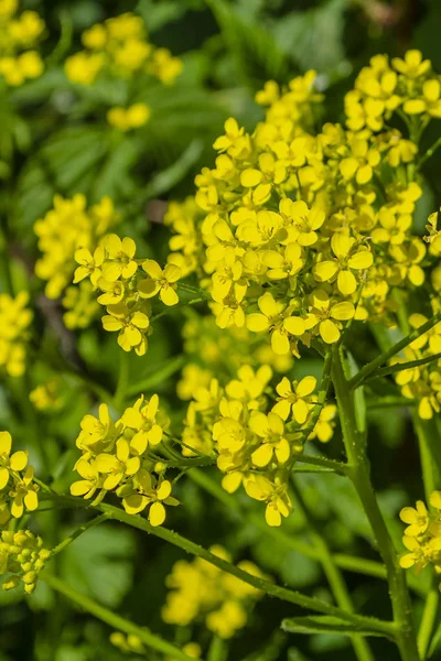 Beau champ de fleurs jaunes Barbarea vulgaris — Photo