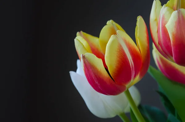 Bouquet di tulipani su sfondo nero — Foto Stock