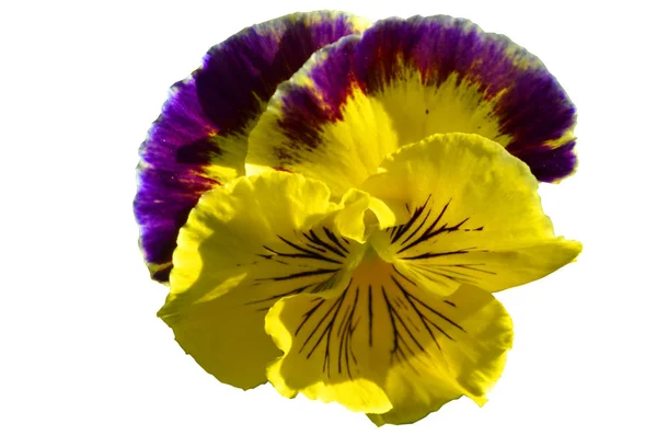 Pansy kuning ungu — Stok Foto