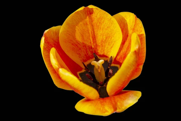 Colorido macro flor retrato de um único isolado amarelo vermelho totalmente aberto amarelo flor tulipa florescendo vermelho, fundo preto — Fotografia de Stock