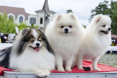 Üç güzel Pomeranya salyası yanında oturuyor.