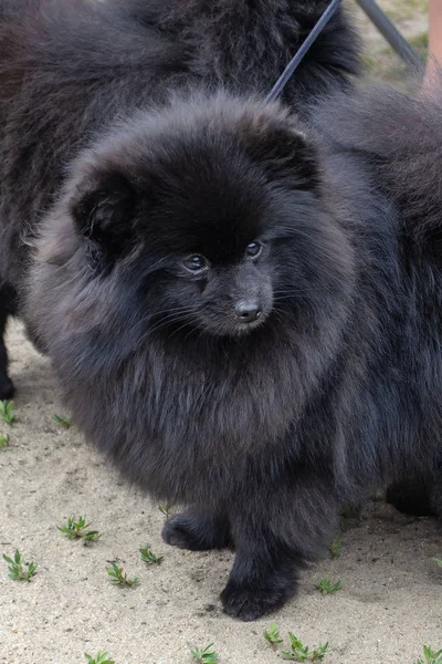 Pomeranian cão preto está de pé na areia . — Fotografia de Stock