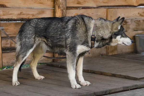 En grå hund står bunden i ett aviariat.. — Stockfoto