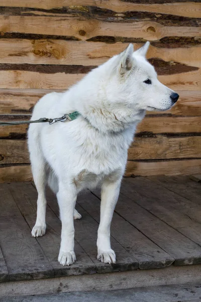 A white sled dog stands in a cage on a leash and looks away — Stock Photo, Image