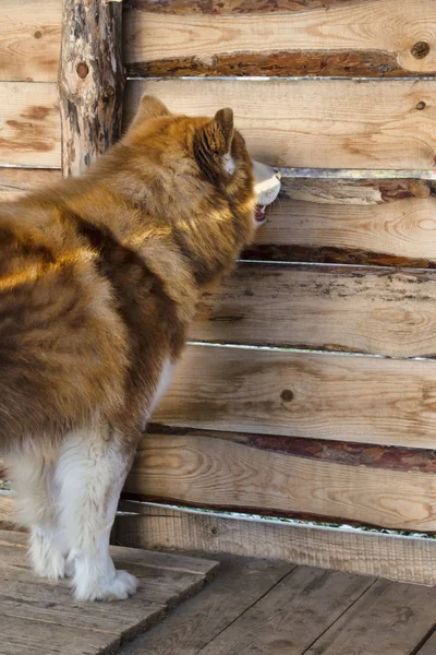 Red husky cão olhando para fora do buraco em cerca de madeira — Fotografia de Stock