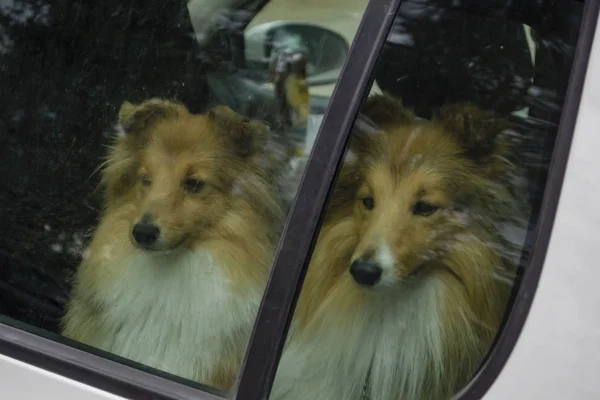 Dogs alone in a car — Stock Photo, Image