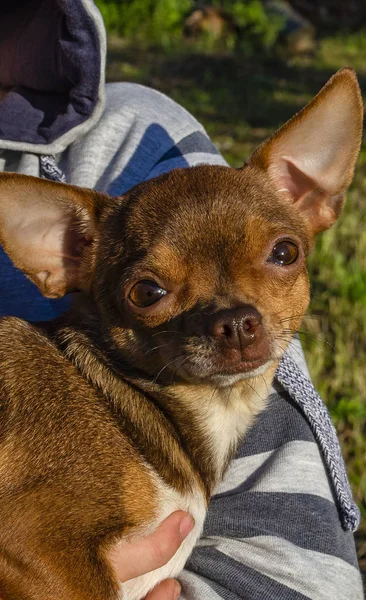 Retrato de cão pequeno. Chihuahua cão na mão . — Fotografia de Stock