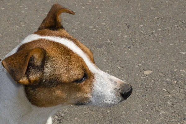 Close up face de Jack Russel Terrier — Fotografia de Stock