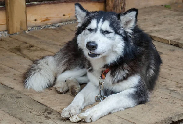 Starý husky leží na prknech — Stock fotografie