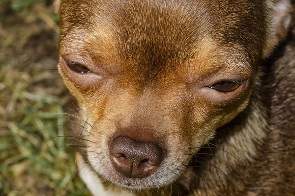 Small dog Portrait. Chihuahua dog — Stock Photo, Image