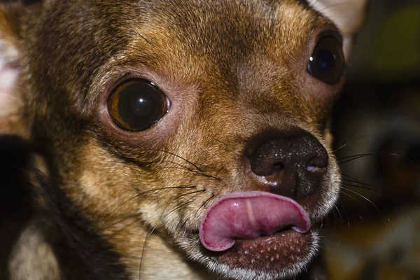 Retrato de cão pequeno. Chihuahua cão — Fotografia de Stock