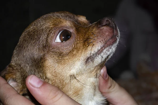 Malý psí portrét. Chihuahua pes — Stock fotografie