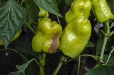 Sweet Pepper Virüs Hastalıkları