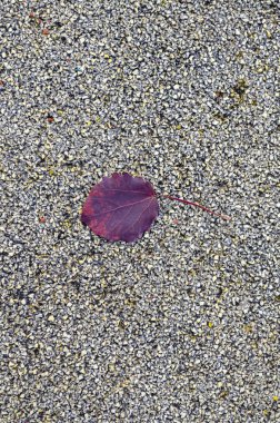 Gri granüler desenli çakıl taşlı arka plan ve dokular kavramına kırmızı güz yaprağı. Özel mevsimler. Sonbahar entrikası. Kaliteli kaldırım kaldırımı ve peyzaj..