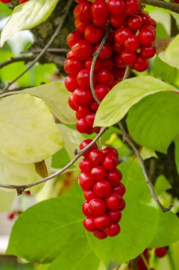 Çin limonlu böğürtlen. Olgun Çin limon çimi meyveleri.