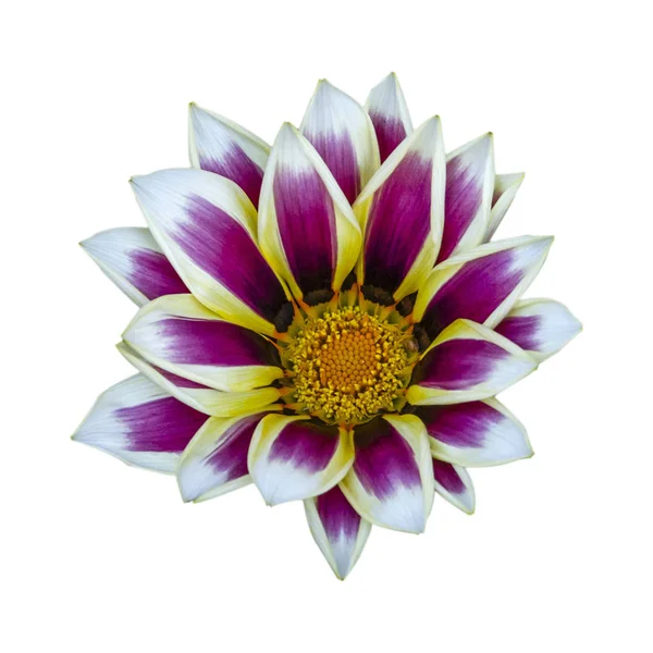 Gazania květiny, poklad květiny Gazania (Gazania rigens). — Stock fotografie