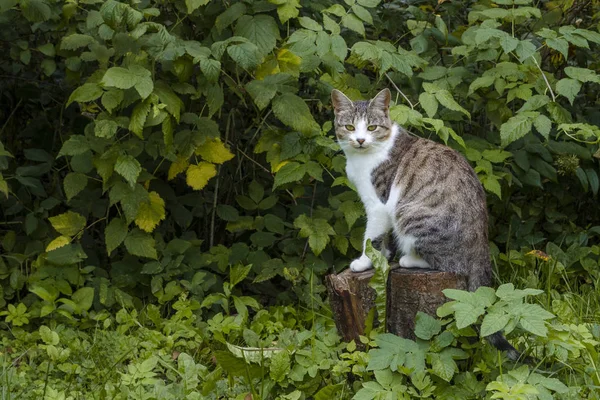 Gri çizgili Tekir Kedi dışarıda, arka planda sonbahar renklerinde çalı var., — Stok fotoğraf