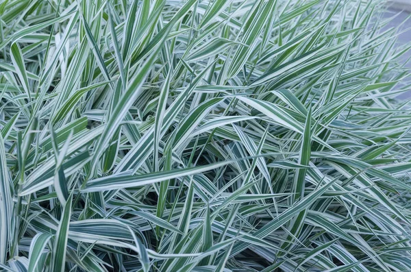 Phalaris arundinacea (L.) Rausch. Varyasyon picta (L) Tzvel. çeşitlendirilmiş yapraklar arka plan