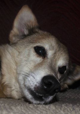 Oturma odasındaki kanepede uyuyan köpek.