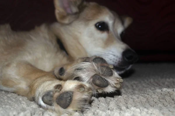 Köpek pençe yakın çekim. Halı üzerinde beyaz beagle pençe. Beyaz köpek pençe makro.