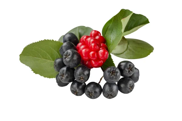 Aronia berries and Schisandra. Isolate on a white background. — Stock Photo, Image