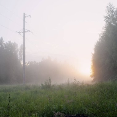 güneş ışığı yeşil orman sabah erken.