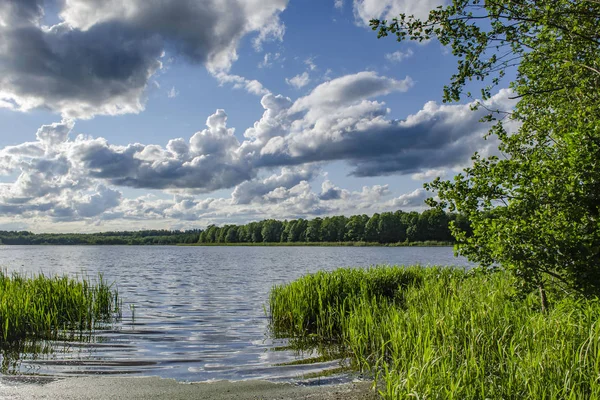 Літній день у лісовому озері — стокове фото