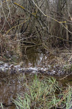 sonbahar ormanda akışı