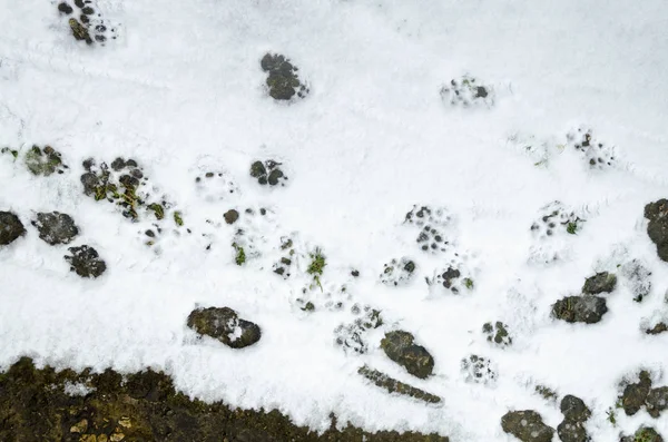 Ślady psa w śniegu — Zdjęcie stockowe