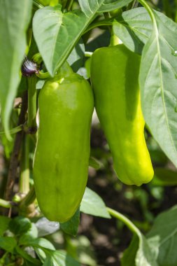 Evde yetişen organik biberler. Kırsal kesimdeki bir sebze bahçesinde bir serada büyümek.