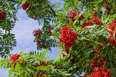 Kırmızı böğürtlenli Rowan şubesi. Gökyüzü arkaplanındaki Sorbus aucuparia ağacı
