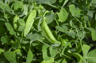 Tarlada taze bezelyeler. Tarlada büyüyen bezelyeler. Kökler ve bezelye kabukları.