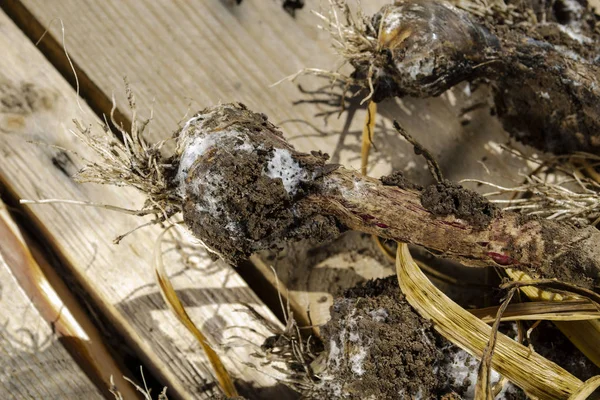 Infekce česneku do bílé hniloby, sclerotium cepivorum — Stock fotografie