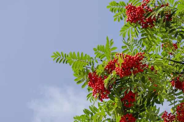 Rowan branch with a bunch of red ripe berries. Sorbus aucuparia tree closeup on sky background — Stock Photo, Image