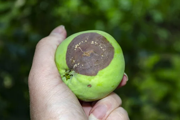 Fauler Apfel mit Schimmel an einem Apfelbaum mit Laub — Stockfoto