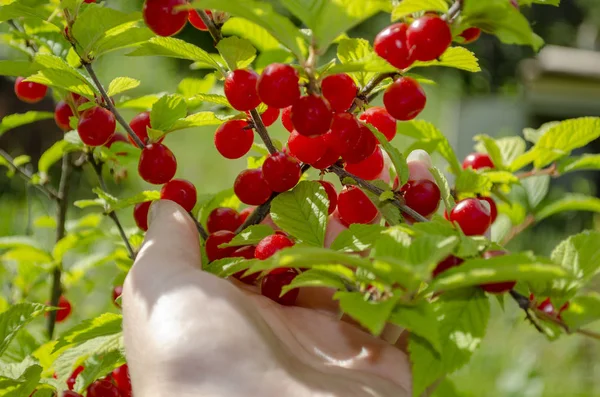 Ripe cherries hanging from a cherry tree branch. — Stock Photo, Image