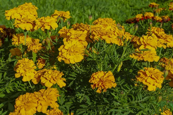 Tagetes patula francês calêndula em flor, laranja amarelo monte de flores, folhas verdes, pequeno arbusto — Fotografia de Stock