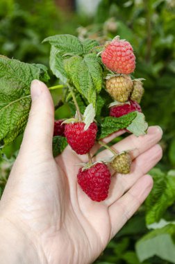 Olgun ahududuları elinizin altında tutun, manzarayı kapatın..