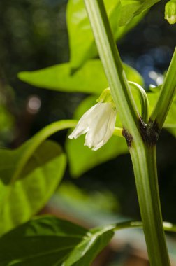 Dolmalık biber ayrıca tatlı biber, biber ya da kapsika olarak da bilinir, Capsicum Annuum familyasından bir kuş türü..