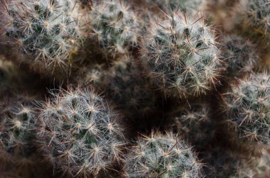 Aile kaktüsü. Kapatın.