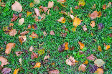 Parlak yeşil çimlerde düşmüş sarı kireç yaprakları