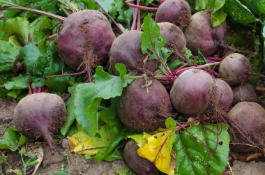 Sonbaharda bahçeden pancar topluyorum.